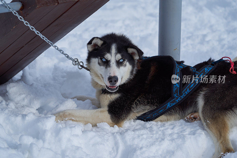 一条用链子拴着的狗躺在雪地里