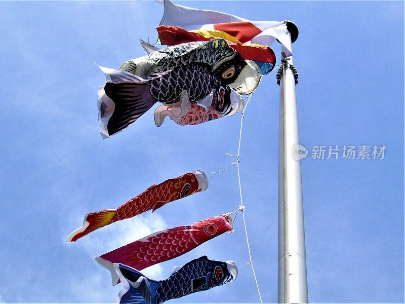 日本。4月底。Koinobori。日本传统鲤鱼形状的风帽。