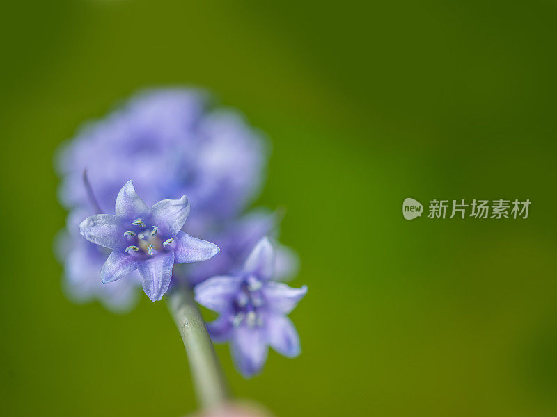 蓝铃花与复制空间