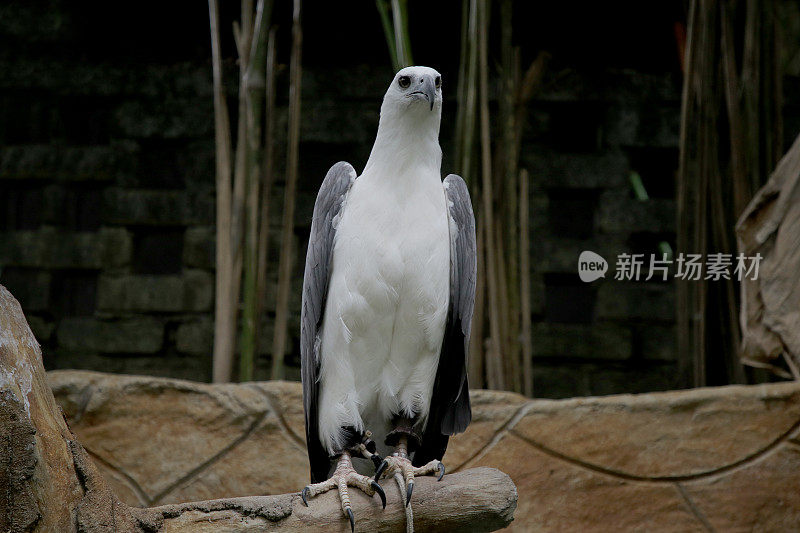 亚洲的宠物动物园