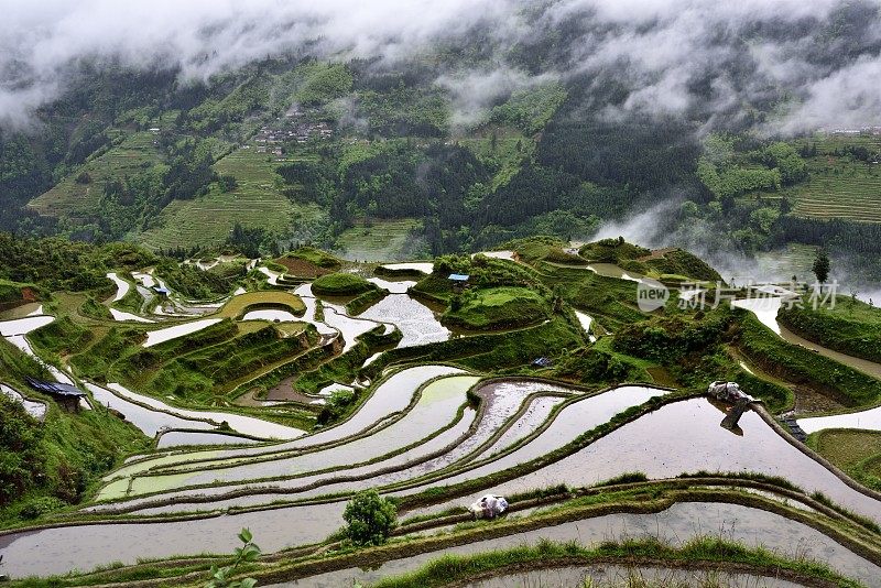 中国贵州，雨中的梯田