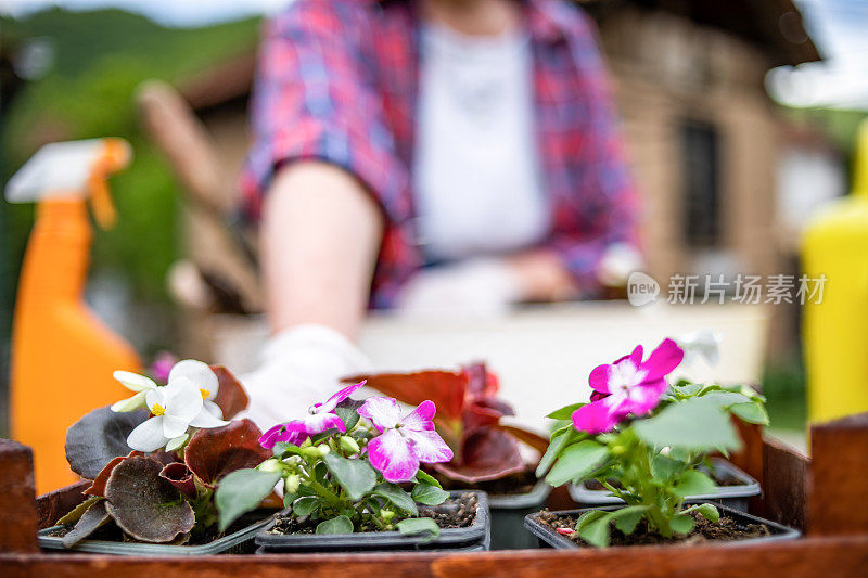 一个成熟的女人在她的院子里种花。