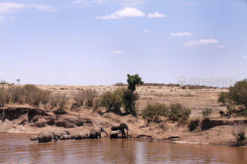 非洲象属于象属