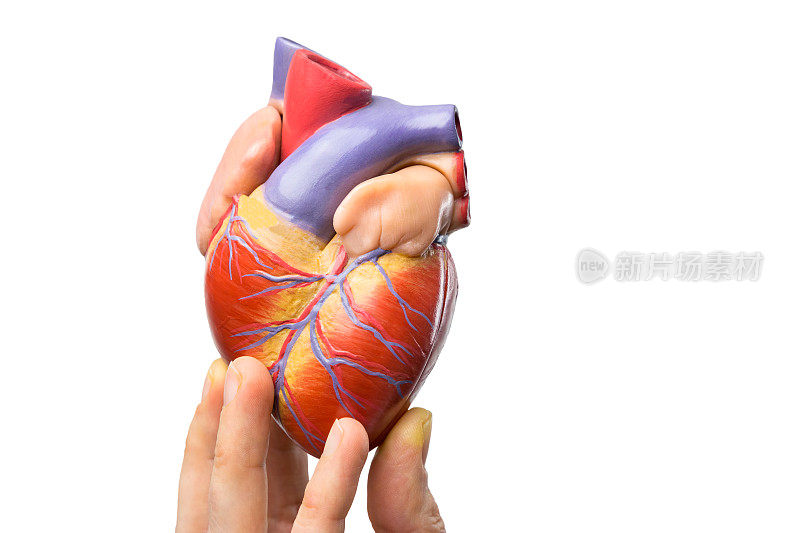 白色的手指上显示了人类心脏模型