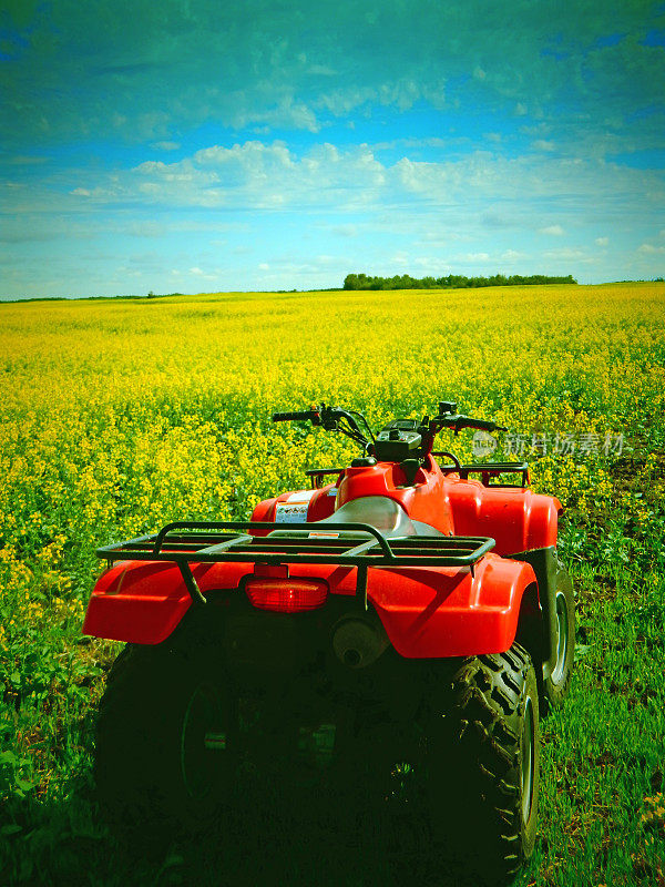 盛开的油菜作物和农民的红色四轮车