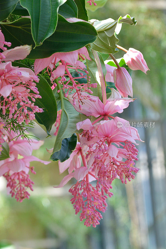 粉红色开花植物特写镜头