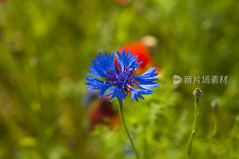 草地上有罂粟花和矢车菊