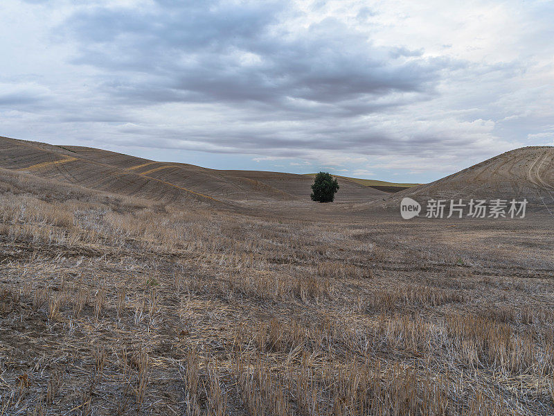 日落中的麦田，帕卢斯，美国WA