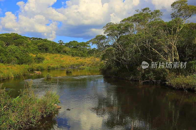 Araucárias和河流:巴西南部戏剧性的田园诗般的乡村景观