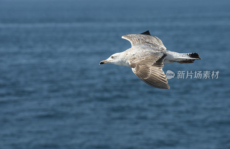 海鸥飞过大海