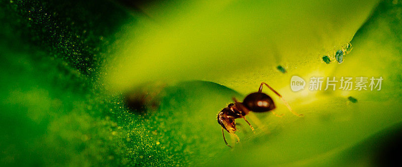 蚂蚁在绿叶上靠近