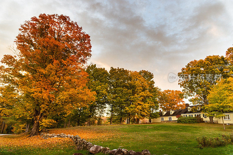 佛蒙特州的一棵秋天的树