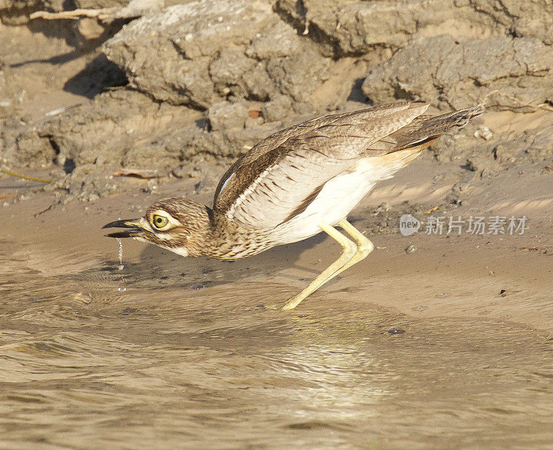 水Thick-Knee