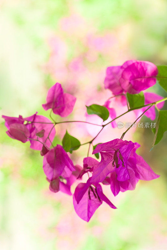 叶子花属花背景