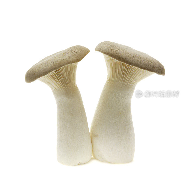两个Eringi蘑菇。