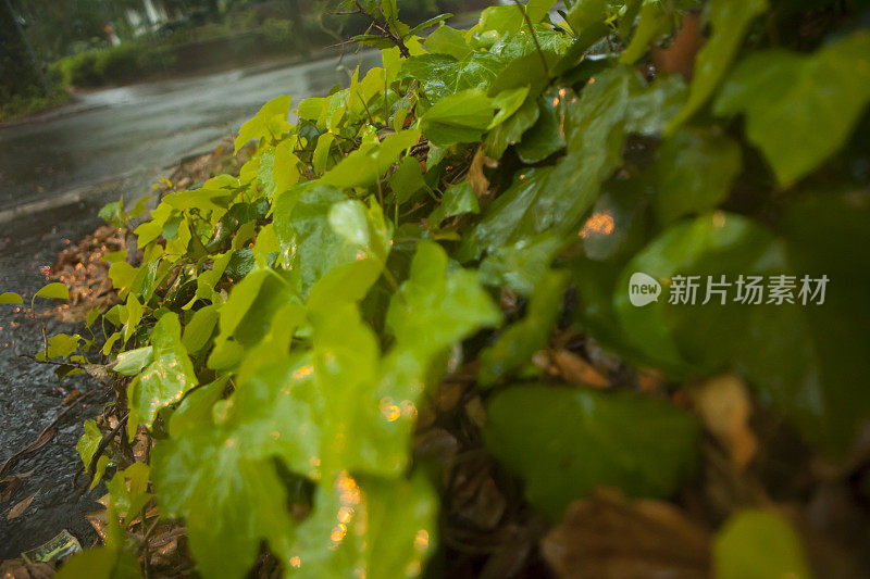 潮湿和多雨的