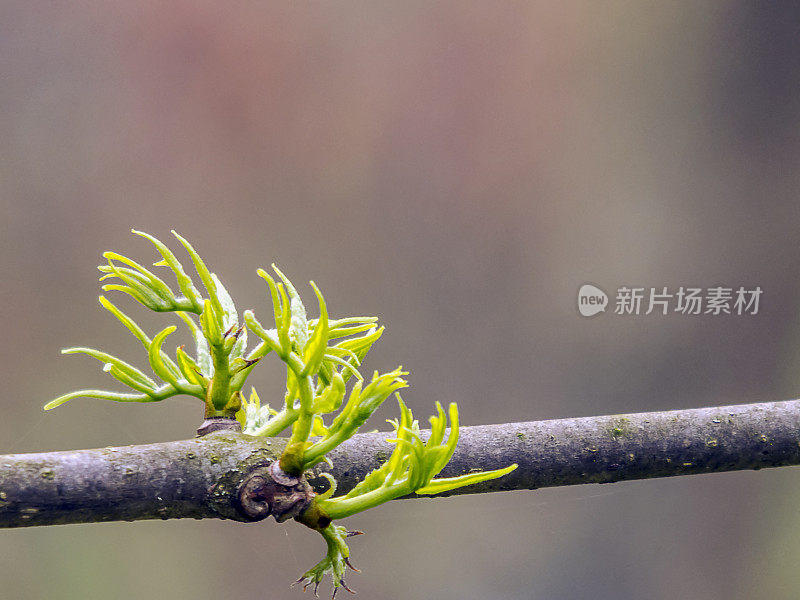 黄柏研究方面