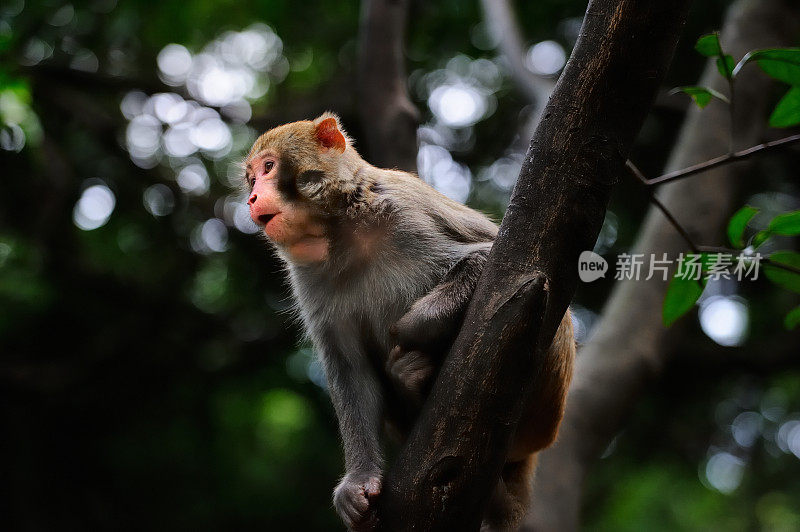 小猴子坐在树上