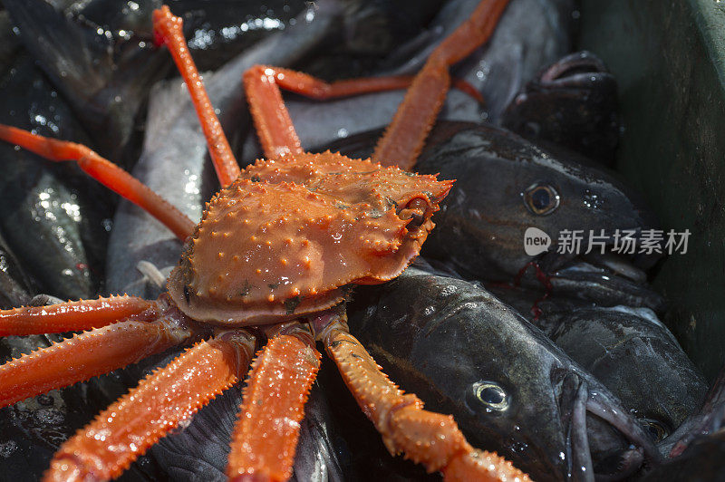 活蜘蛛蟹从渔船上卸下来的特写