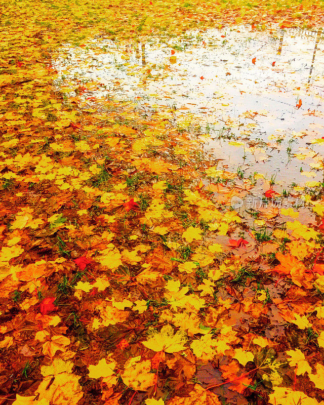 落叶在水坑里