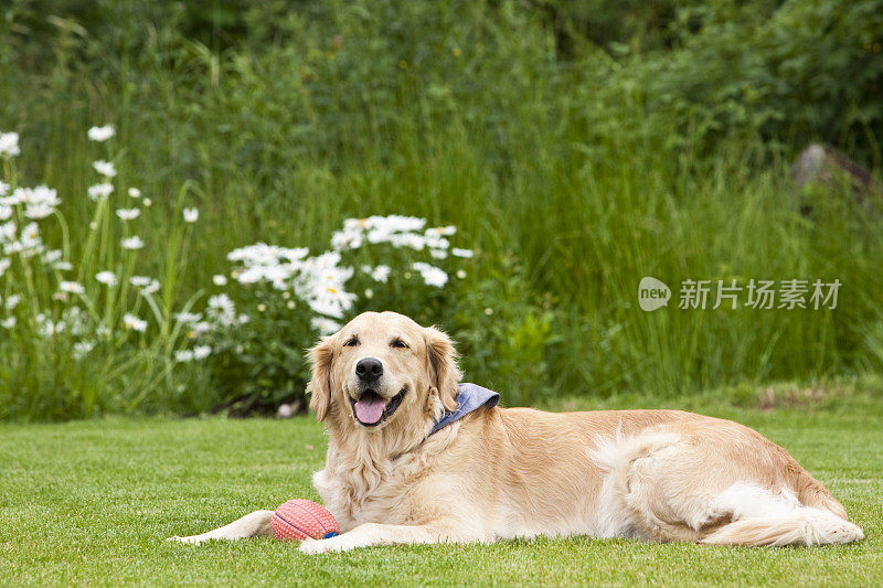 草地上的金毛寻回犬