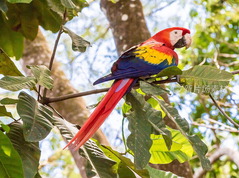 美丽的猩红色金刚鹦鹉坐在哥斯达黎加的树枝上