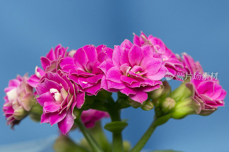 明亮的花朵高凉菜属