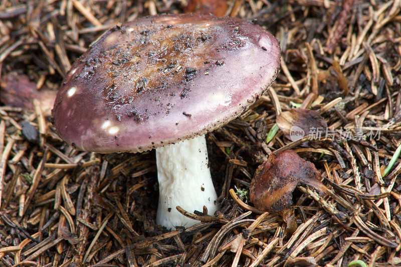 阿齐亚戈高原森林中的野生蘑菇
