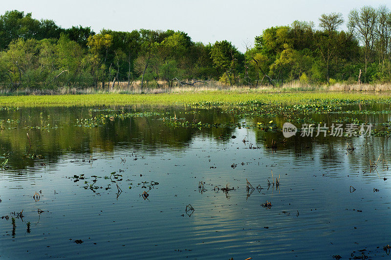 淡水潮汐湿地