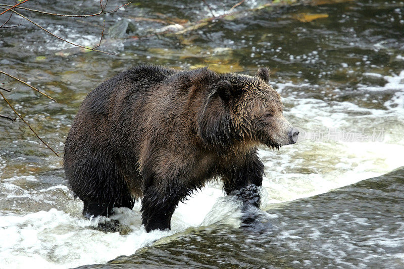 灰熊在小溪中钓鱼