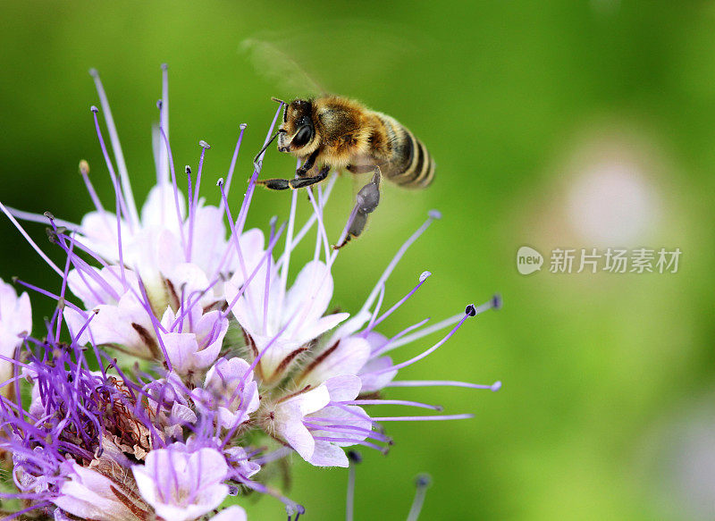 蜜蜂采集花蜜