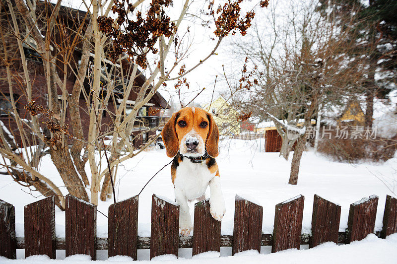 雪地里木栅栏后面的小猎犬