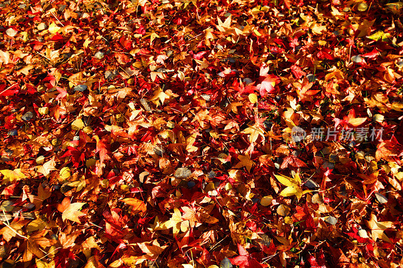 澳大利亚维多利亚州丹丹农秋天的树木