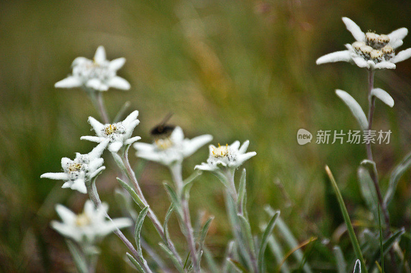 雪绒花