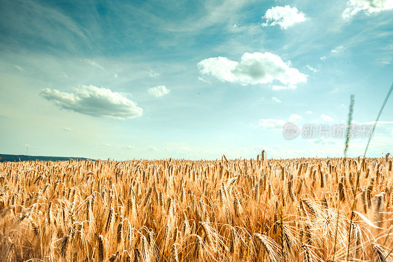 蓝天下的夏日风景