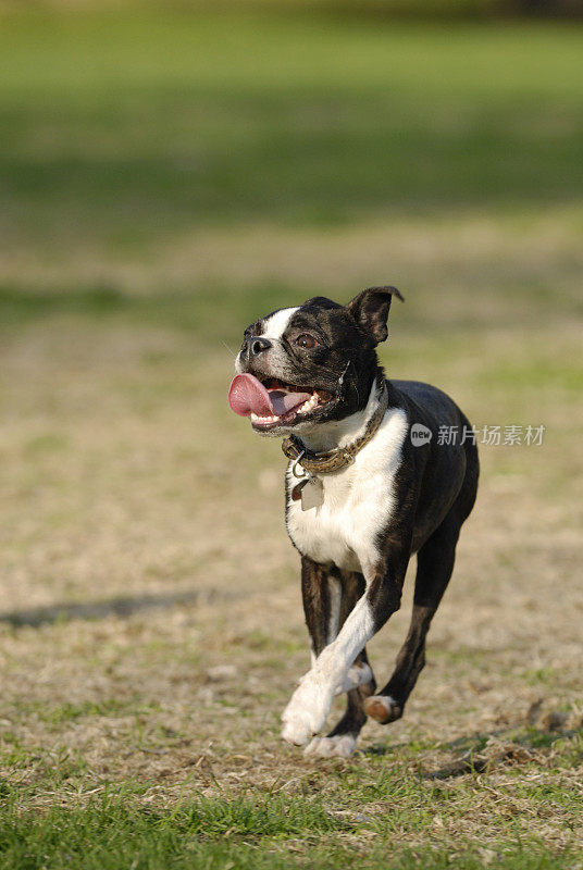 运行波士顿梗犬