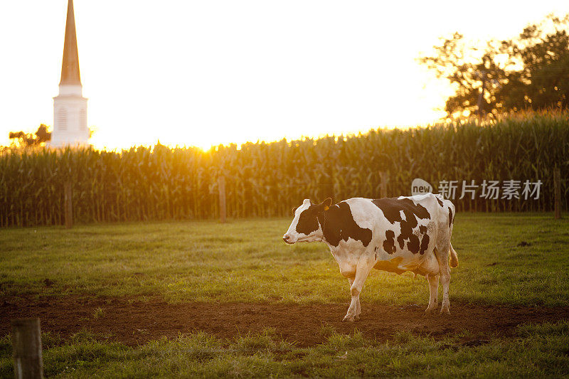 奶牛在日落时吃草