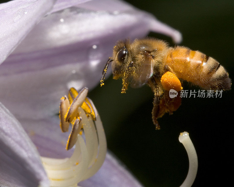 带花粉的蜜蜂