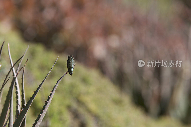 蜂鸟栖息在一棵树上