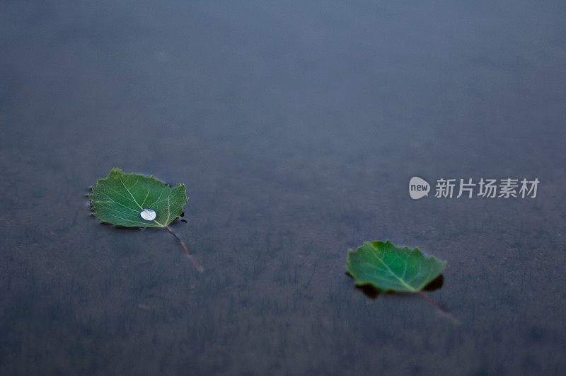 白杨叶漂浮在水面上