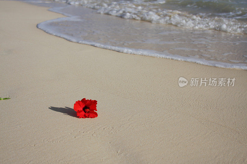 沙滩上的芙蓉花