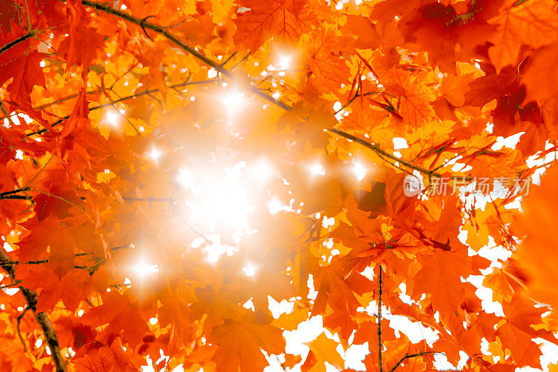 秋天的背景与美丽的橙色枫树和阳光