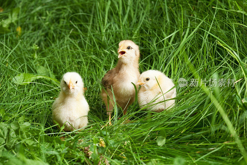 甜蜜的鸡