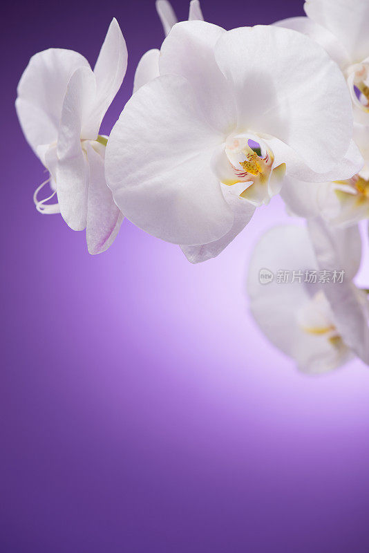 紫色背景上的白色兰花
