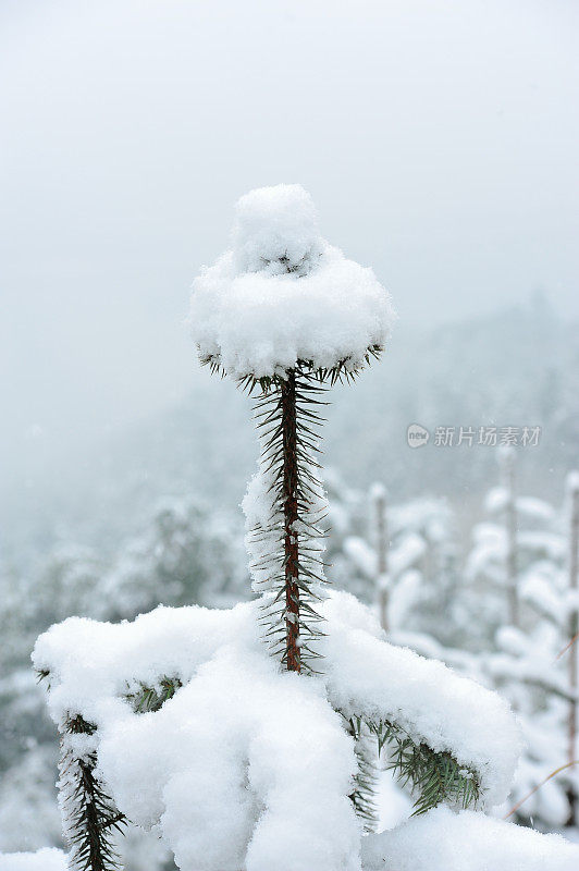 白雪覆盖了松树