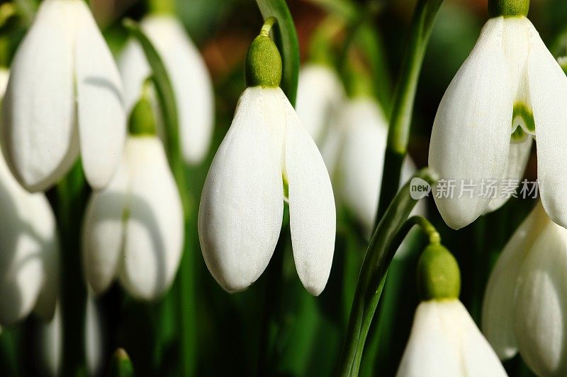 雪花莲