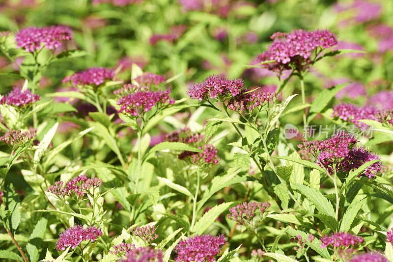 日本Spiraea