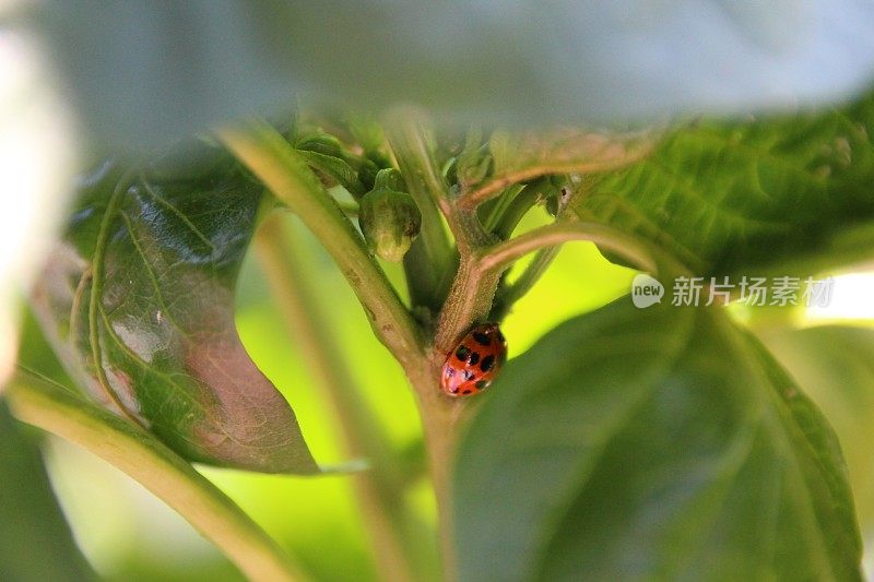 红瓢虫在菜园里