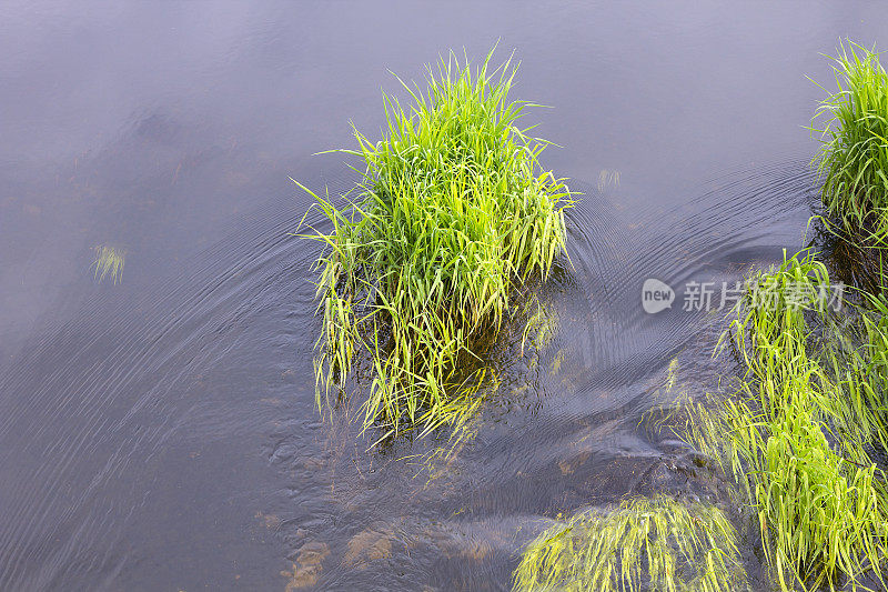草在水中