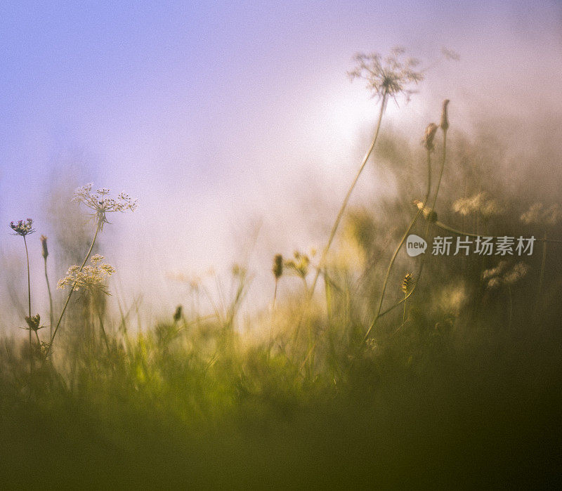 日落上的野花在田野